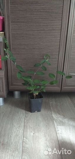 Жимолость декоративная, вьющаяся