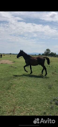 Жеребята карачаевские