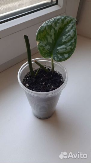 Сциндапсусы 3 вида