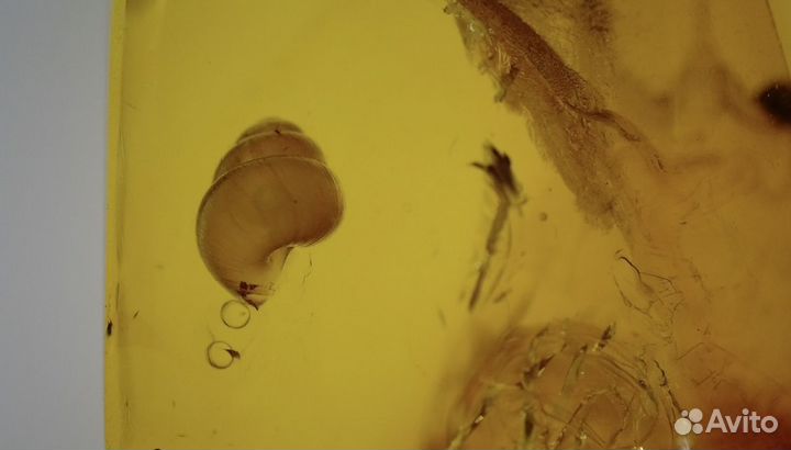 Янтарь с инклюзами