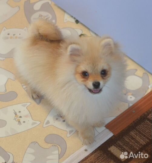 Мини девочка померанского шпица