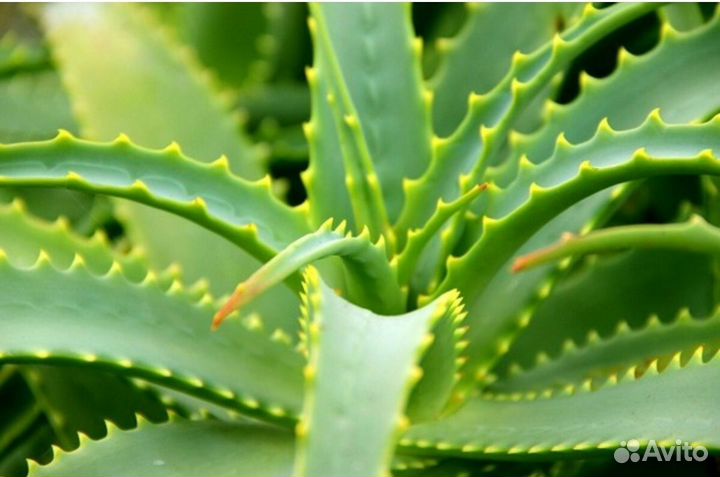 Алоэ столетник