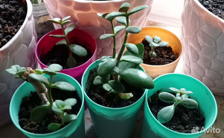 Денежное дерево Толстянка крассула