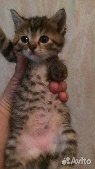 Котята