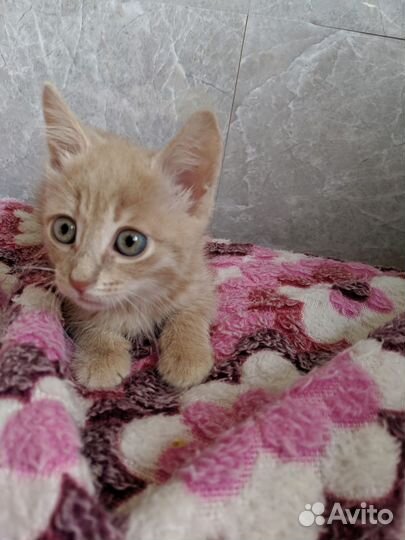 Рыжий котенок девочка