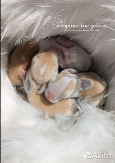 Карликовые крольчата minilop из питомника