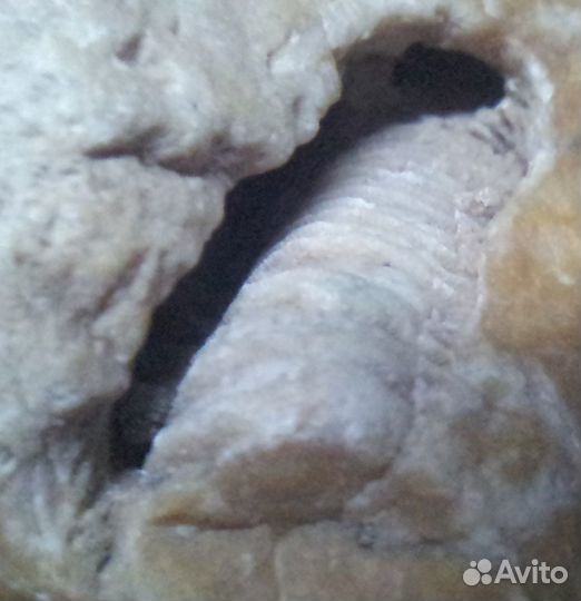 Окаменелость