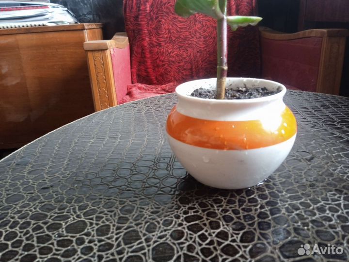 Крассула толстянка