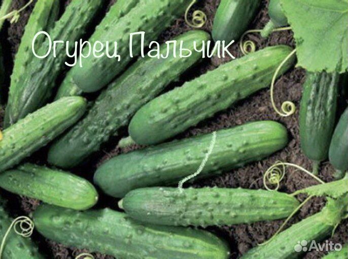 Семена домашних огурцов