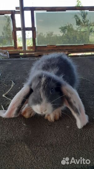 Французские бараны