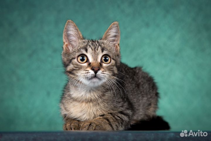 Филя ищет дом