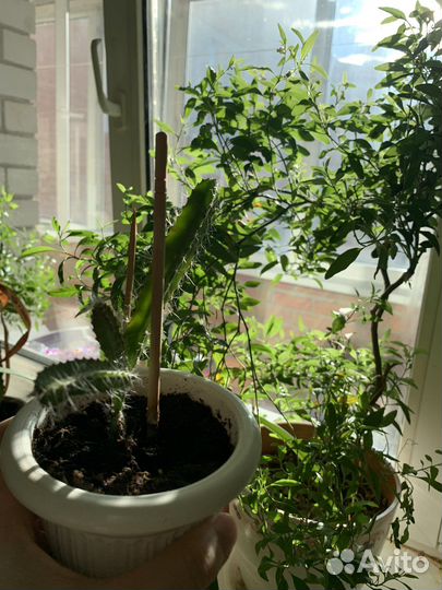 Питахайя (питайя, драконий фрукт) растение