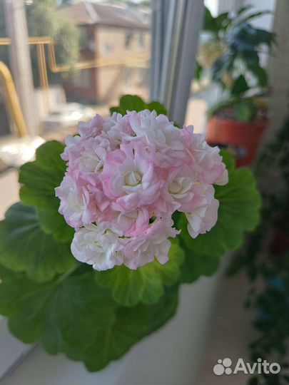 Герань пеларгония розебудная