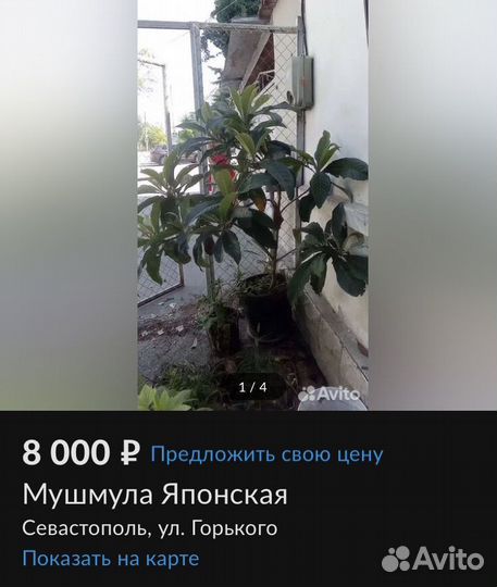 Мушмула японская