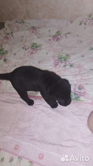 Щенки лабрадора