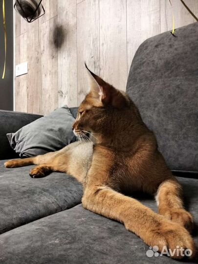 Чаузи котята