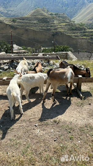 Коза нубийская