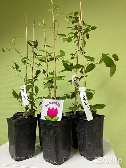 Клематис Шин-Шигоку