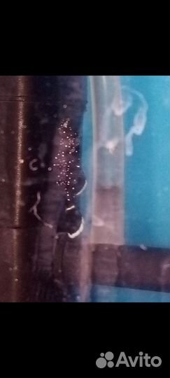 Анциструс звёздчатый L181 номерные сомы и цихлиды