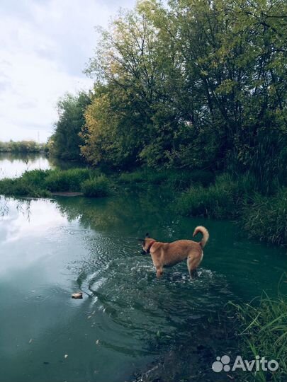 Златерья ищет дом и своего человека