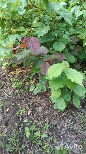 Саженцы ореха лещины