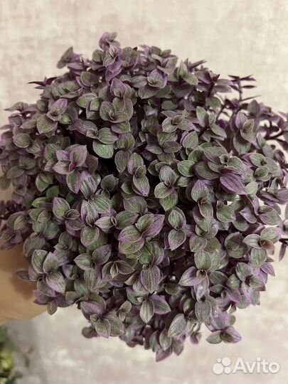 Спатифиллум даймонд