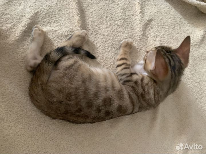 Бенгальские котята