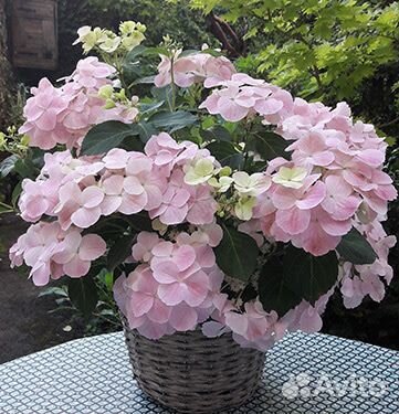 Гортензия крупнолистная:новинки селекции. Доставка