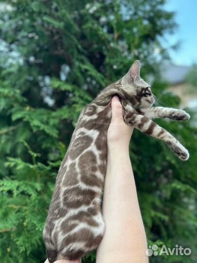 Бенгальская кошечка сепия