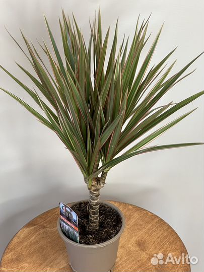 Драцена маргината