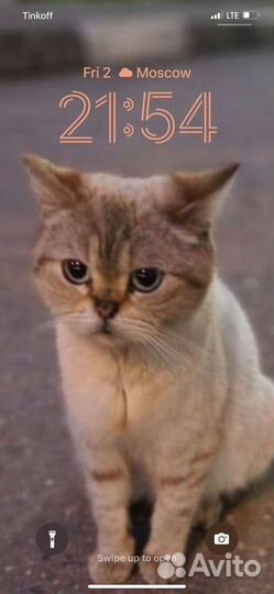 Британская кошечка в добрые руки