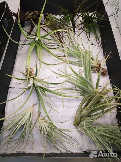 Тилландсии атмосферные