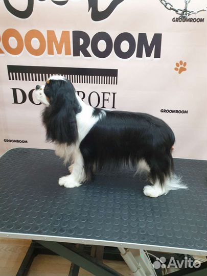 Грумминг собак