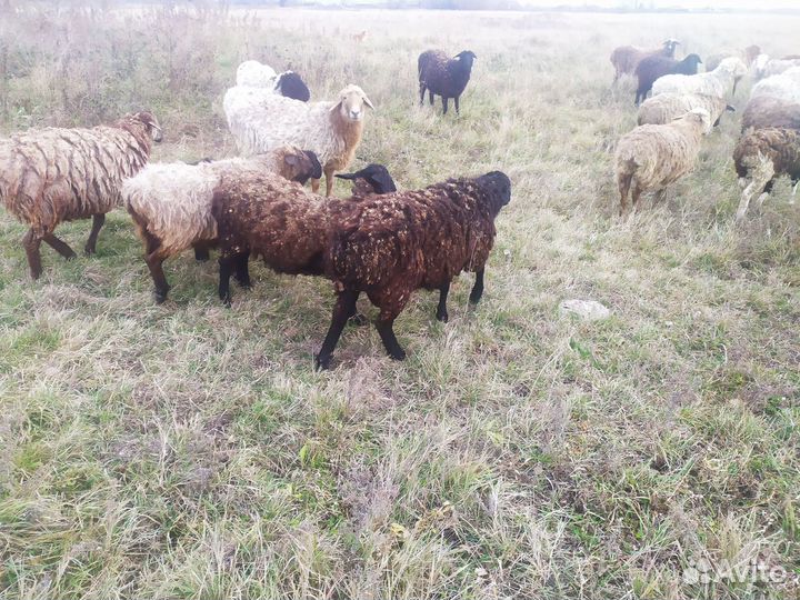 Овцы бараны на мясо