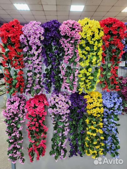 Фиалка ампельная, интерьерные цветы