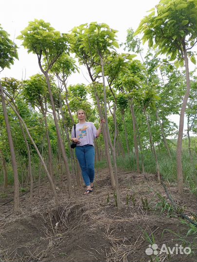 Катальпа липа клён ясень рябина