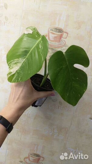Монстера вариегатная альба макушка