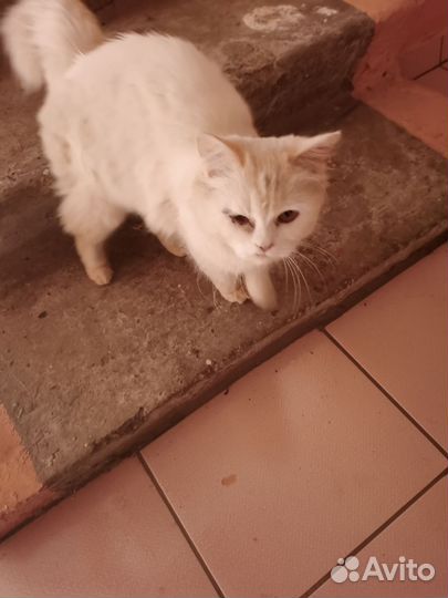 Кошка в дар