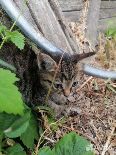 Котенок в дар бесплатно