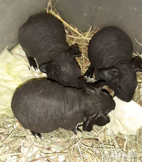 Морская свинка порода Скинни