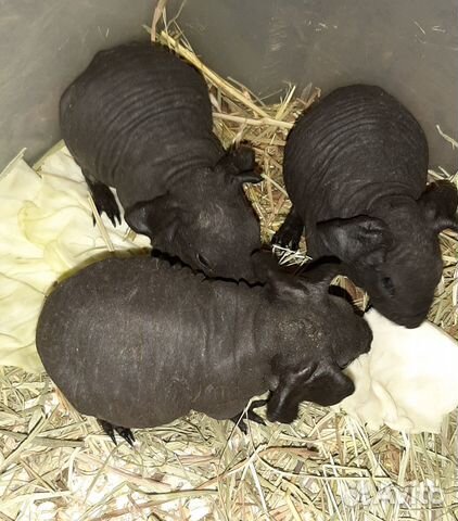 Морская свинка порода Скинни