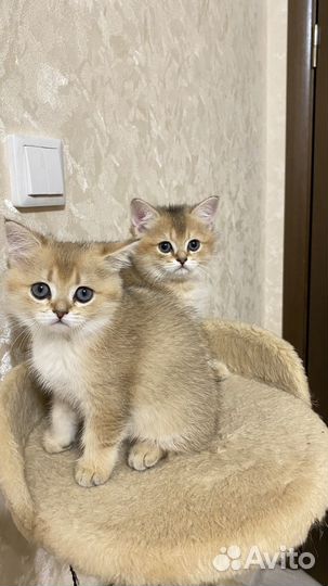 Британские котята