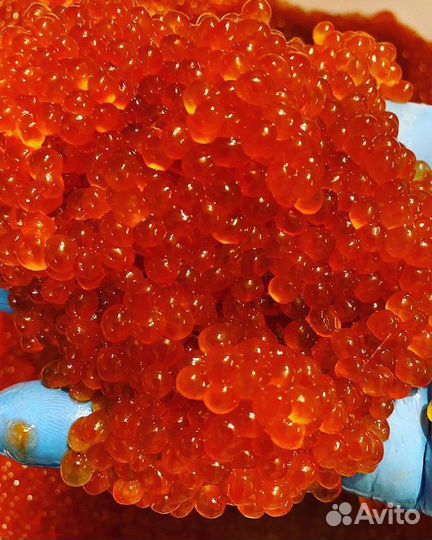 Красная икра горбуши. Опт