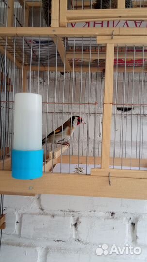 Клетка западок с певчими лесными птицами