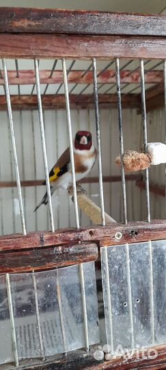 Птица щегол