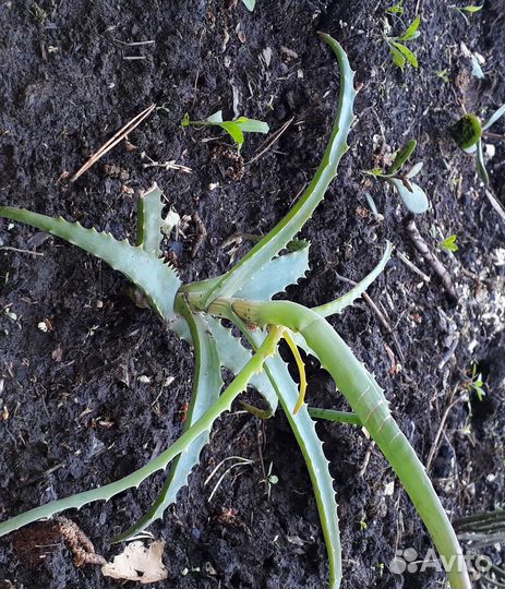 Алоэ столетник