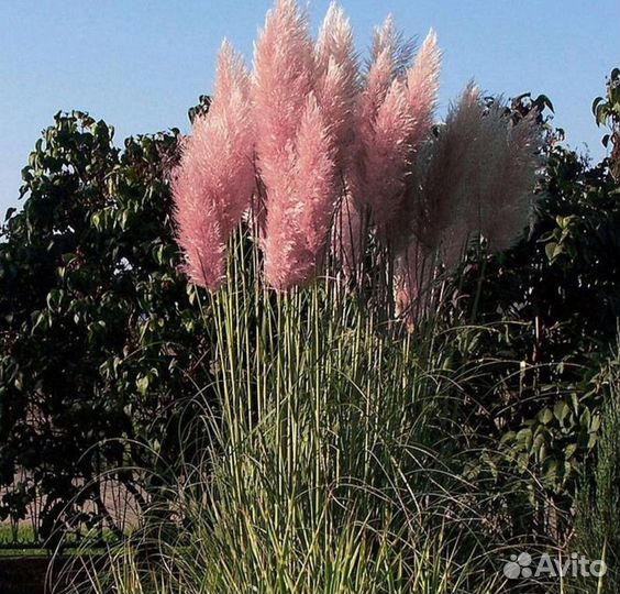 Синеголовник, дюшенея и другие многолетники