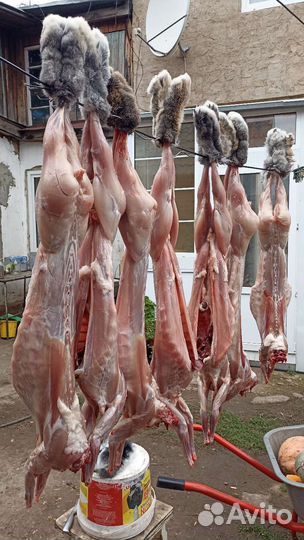 Мясо кролика