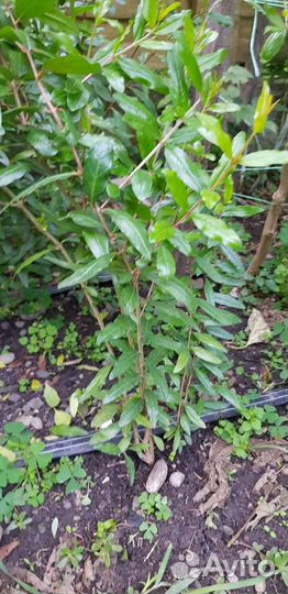 Саженцы граната