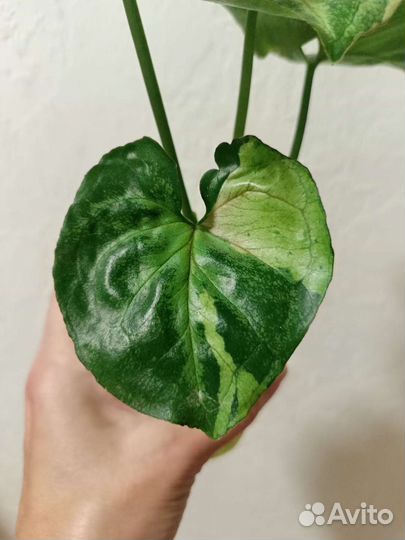 Сингониум Т 24